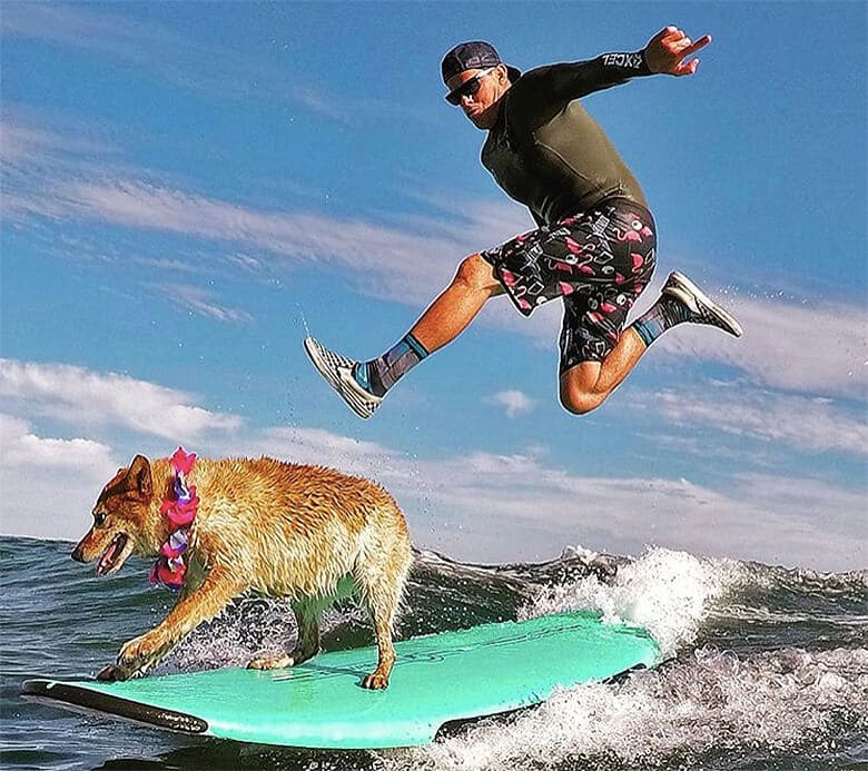 Cowabunga: Dogs Take to the Waves for the World Dog Surfing Championships