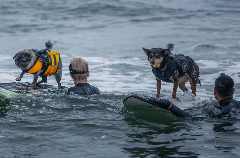 Dogs Hit the Waves for First World Surfing Championships in Northern California