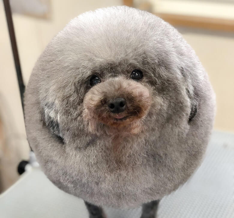 This Japanese Groomer Turns Dogs Into Literal Fluff Balls