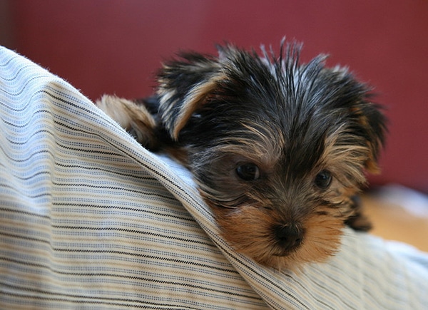 Wait, What? Yorkie Puppy Pets Human