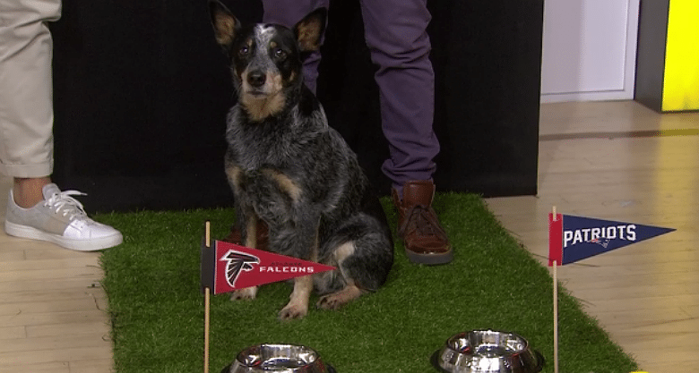 A Dog Has Predicted Every NFL Playoff Winner. How Will She Do With the Super Bowl?