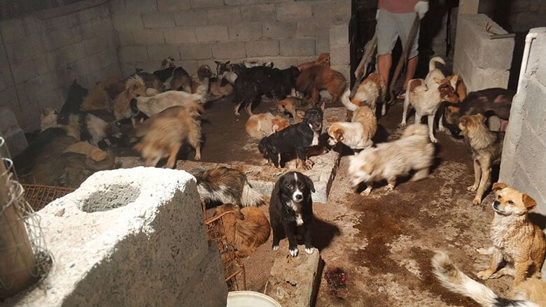 A group of dogs confined in a building, desperately needing rescue from the cruel Yulin festival.