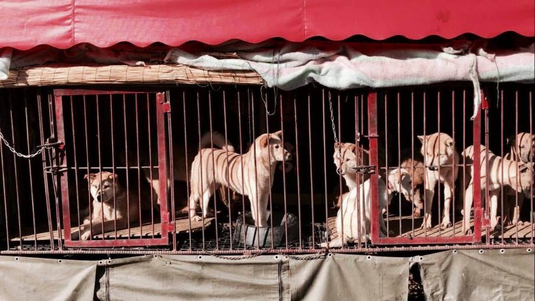 A group of dogs confined in a cage at a zoo.