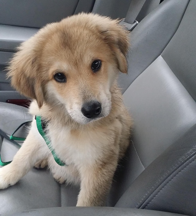 rescue dog in car