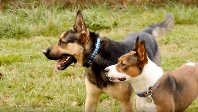 Inseparable Shelter Dogs Reunited: Two dogs standing next to each other in a field were caught on camera.