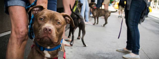 A dog on a leash on a sidewalk at an Adoptapalooza event.