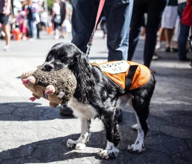 An adorable dog wearing an orange vest while carrying a stuffed animal at Adoptapalooza.