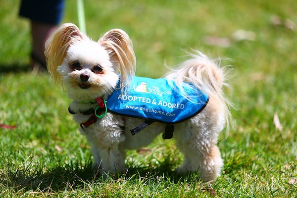 A small dog wearing a blue vest on a leash found at the lost dogs' home.