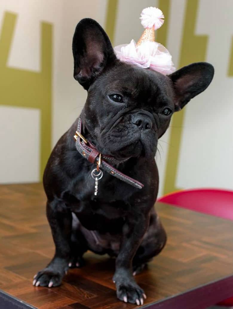 A black french bulldog wearing a birthday hat, bringing joy as the startup office dog.