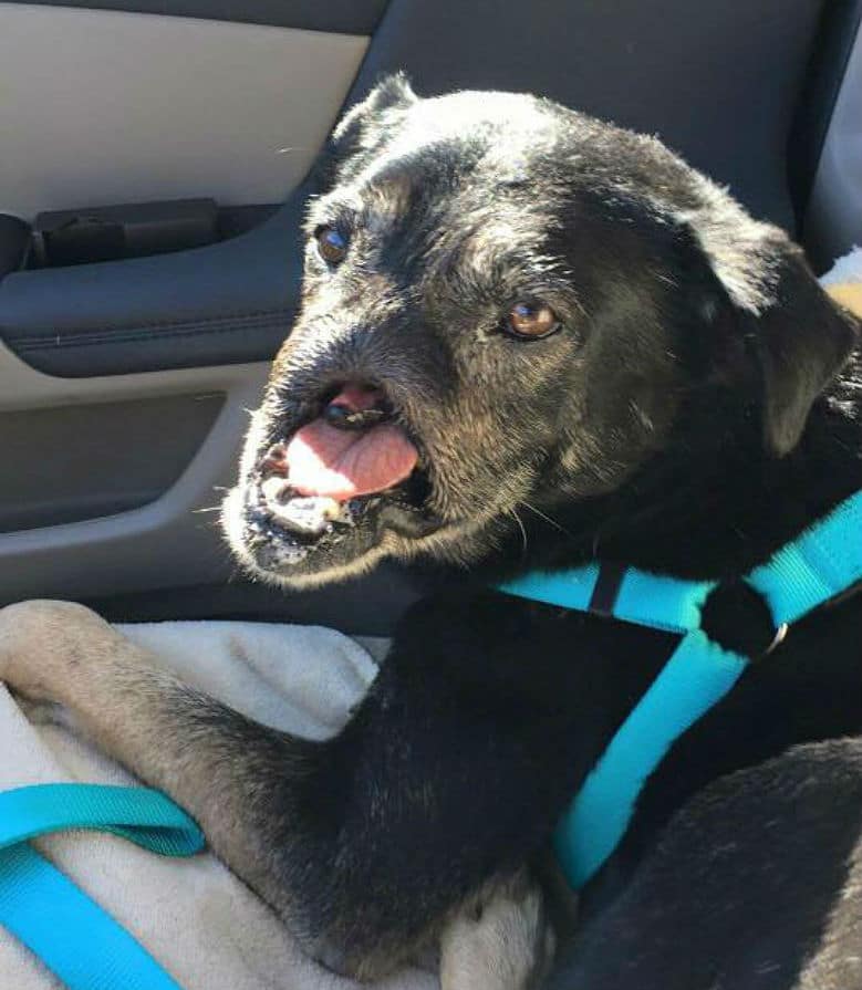 Dog Found With No Nose Finally Finds His Forever Home