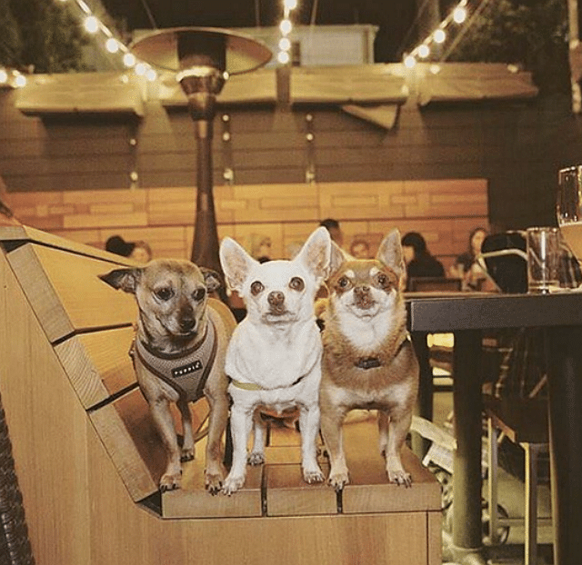 This Santa Monica Beachside Biergarten Boasts Tasty Food and Pup-Friendly Amenities