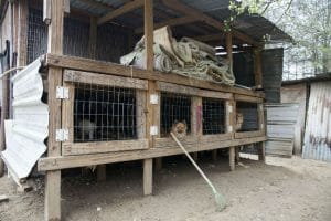 A group of dogs in a puppy mill cage within a shack.