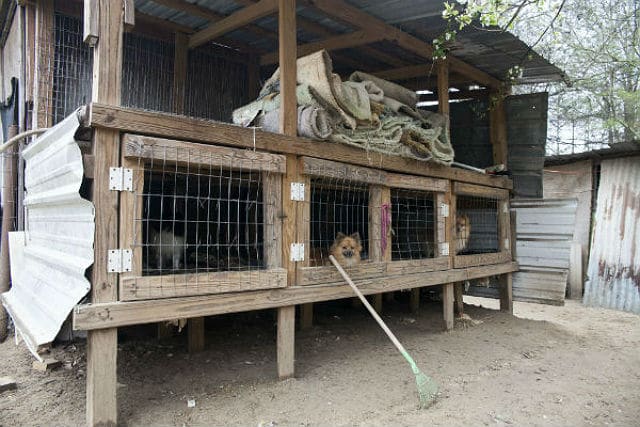 A group of dogs in a cage at a puppy mill.