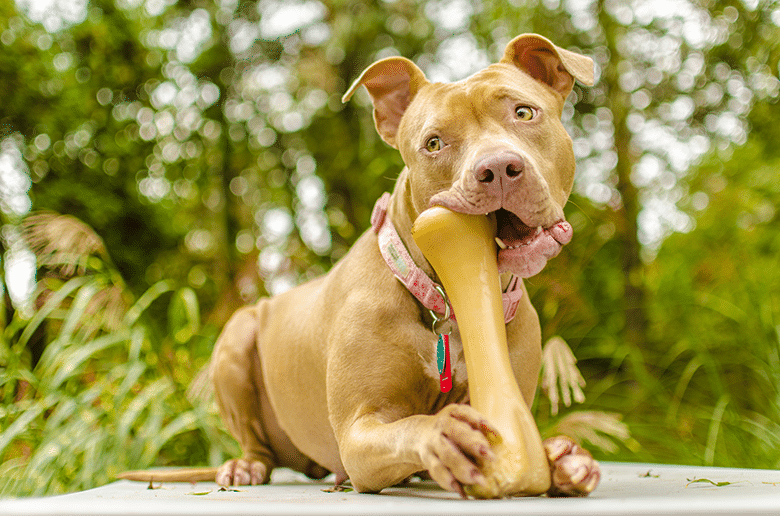 A dog looking up with a bone in its mouth.