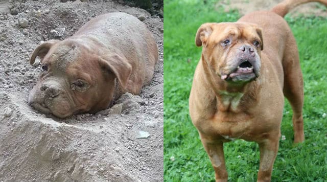 Two pictures of a dog frolicking in the sand.