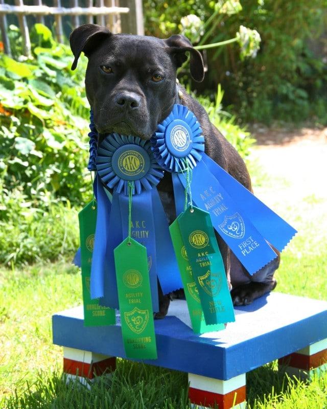 The Champions, a black dog with blue ribbons sitting on top of a wooden box.