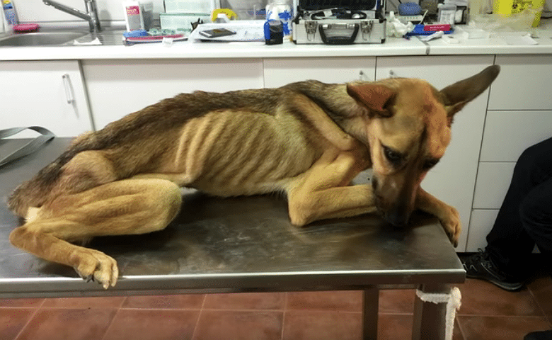 Dog Weighing Only 16 Pounds Makes Incredible Transformation