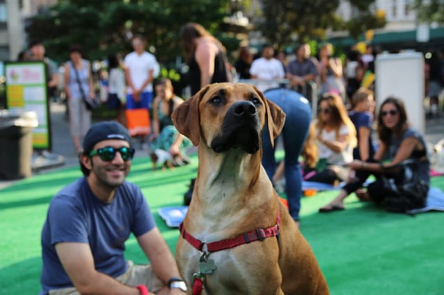 A large dog joins the barkfest on the grass next to a group of people.