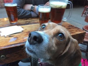 A bideawee dog sits at a table with a beer in front of it.