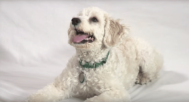 A white dog lounging on a white background.