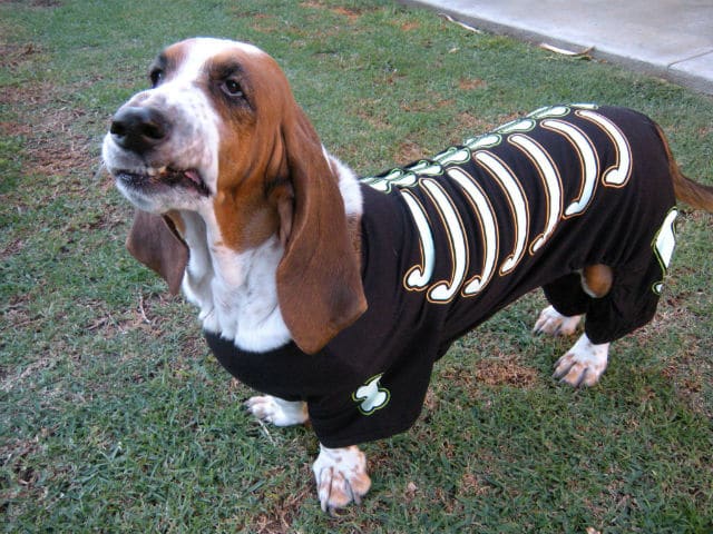 basset hound halloween