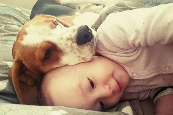 A beagle actively serving as a babysitter with a baby resting on its head.