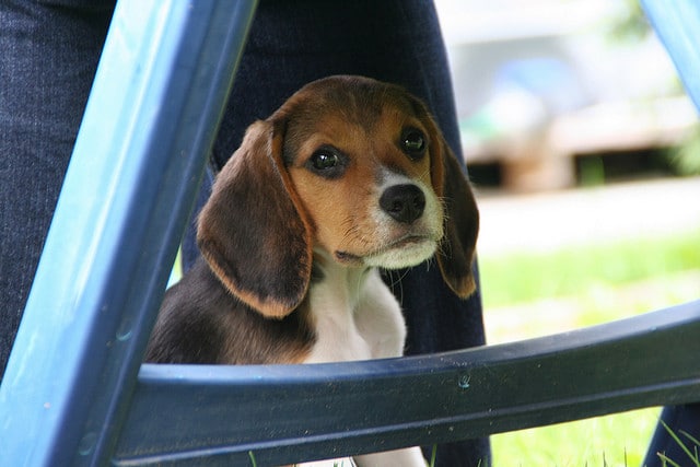 A beagle puppy with a funny twist peeking out of a blue chair.