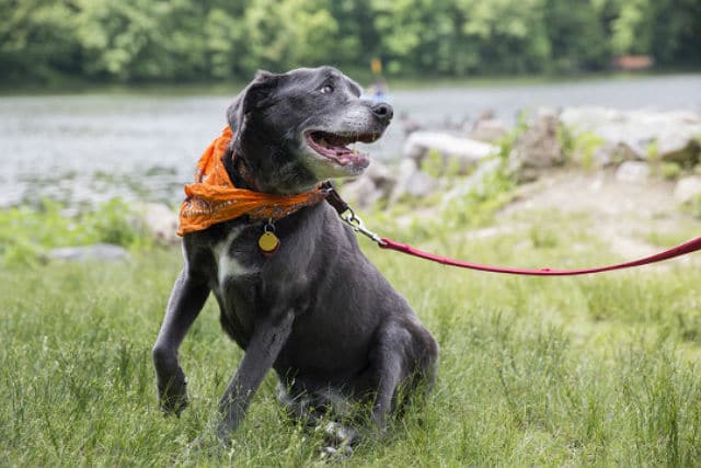 A black dog with an orange bandana, sitting on a leash, as its owner says goodbye to it.