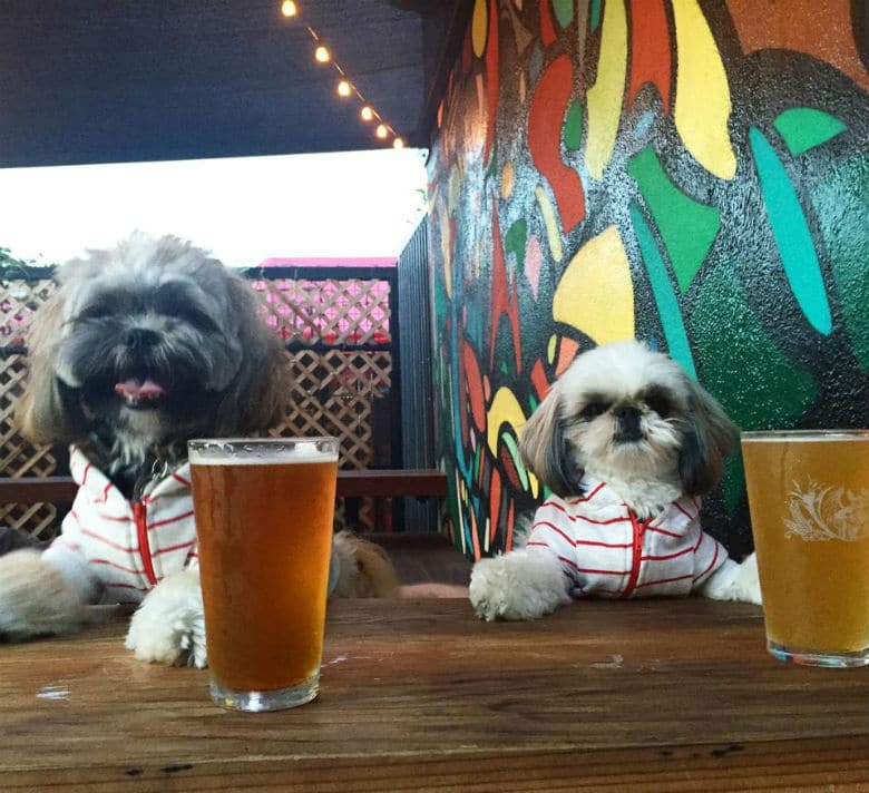 One Los Angeles Craft Beer Bar Merges Good Drinks With Pet-Friendly Awesomeness