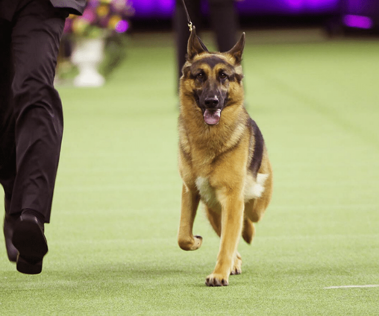 Dog Named Rumor Gets Best in Show