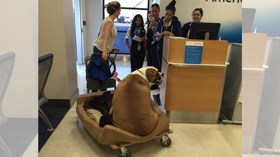 A super big dog is sitting in a cart at an airport.