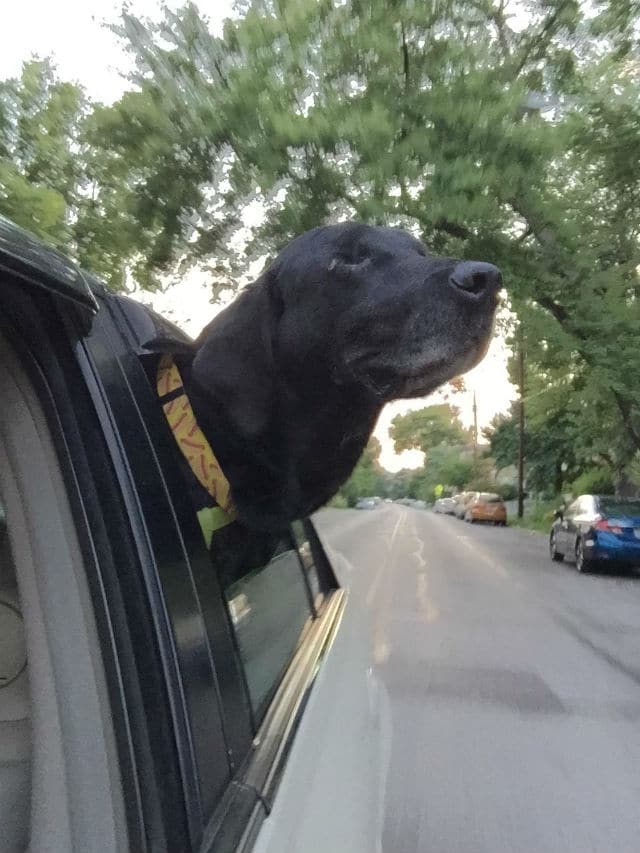 A blind dog looking out the window of a car.