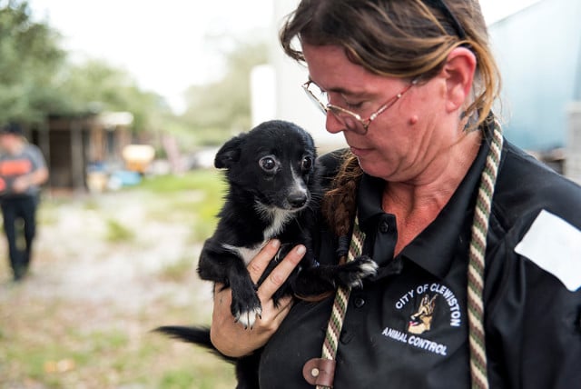Two Huge Puppy Mill Raids Save More Than 200 Dogs