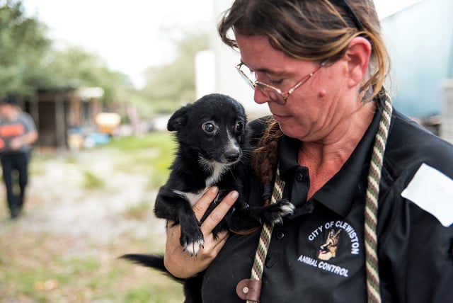 A woman rescuing a black and white puppy from a puppy mill raid.