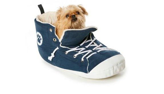 A small dog is sitting in a blue shoe, oblivious to the black friday frenzy and mega deals happening around.