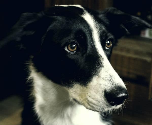 A black and white dog is curiously staring at the camera while lying on a bed.