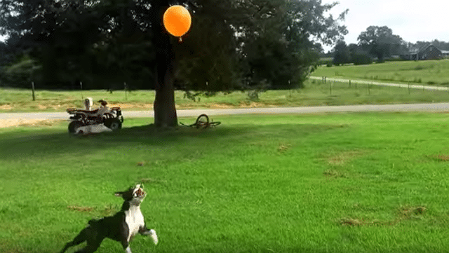 In Funny Video, Dog Refuses to Let Balloon Touch the Ground