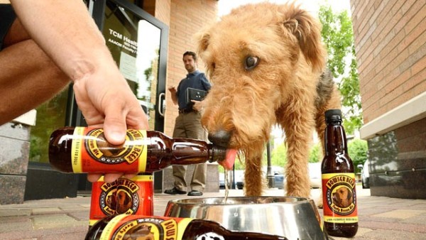 A dog enjoying Bowser beer from a bowl.