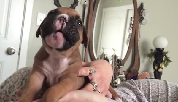 A boxer puppy is being held by a person.