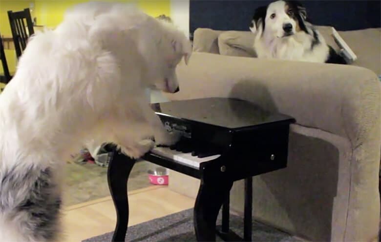 Braille: The Deaf and Blind Piano-Playing Dog