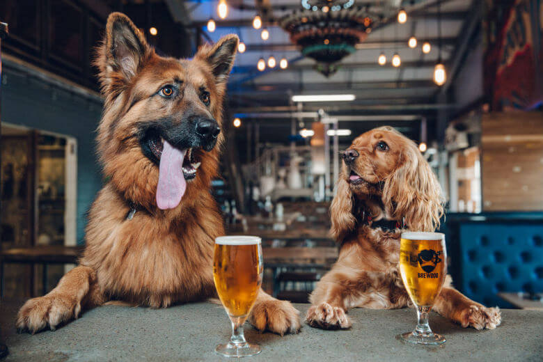 Two dogs sitting at a bar in Scotland with glasses of beer, enjoying each other's company.