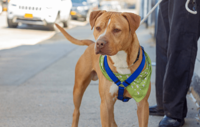 The Only No-Kill Shelter in the Bronx Is at Risk of Closing