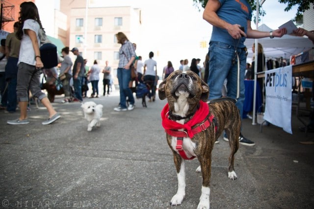 Fall fest Badass Brooklyn Animal Rescue