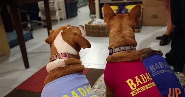 Two Badass Brooklyn Animal Rescue dogs wearing t-shirts.