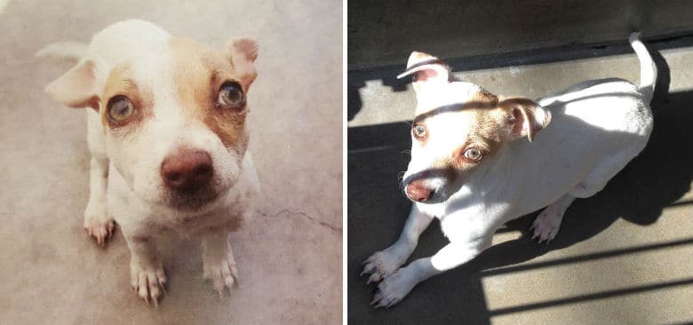 Puppy Found High on Meth and Heroin Is Now Back to Normal, Acting Like a Silly Dog