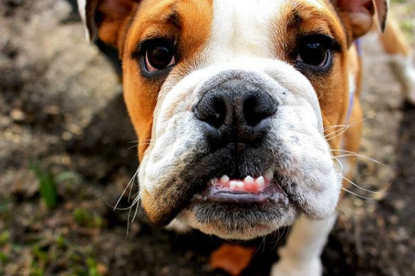 A cute bulldog puppy is looking at the camera.