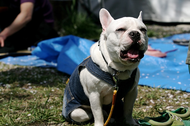 Bulldog singing and howling