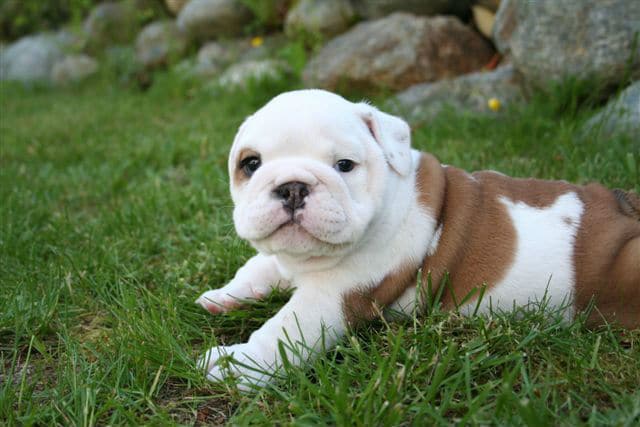 A white and brown bulldog puppy, named one of the Top Dog Names of 2015, laying in the grass.