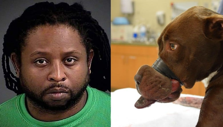 The Man Who Taped the Muzzle of Pit Bull Caitlyn Gets 15 Years