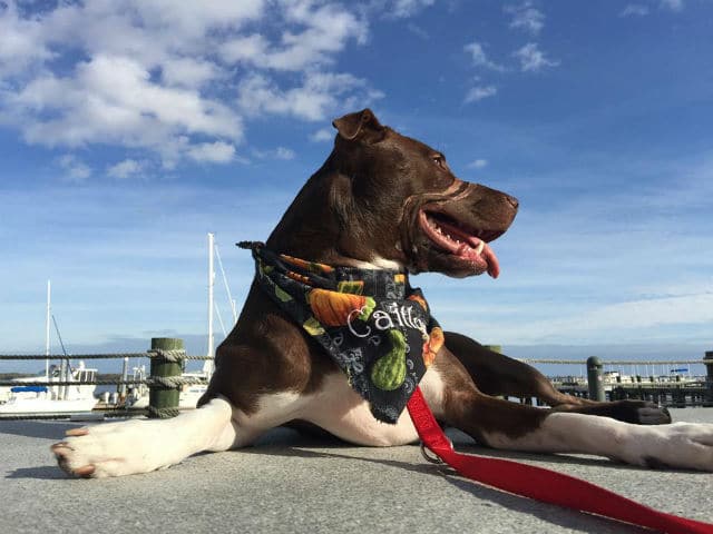 A pit bull wearing a bandana on a dock.